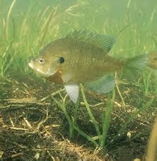 Easy Fish Corral : 3 Steps .